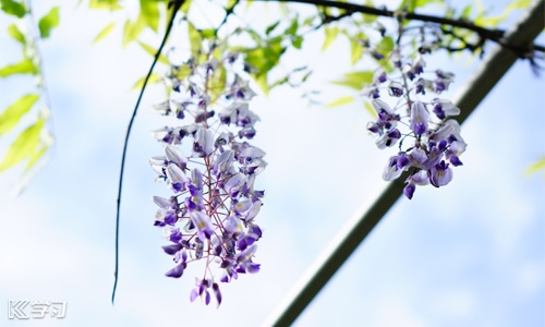 幼儿园大班上学期期末评语5篇