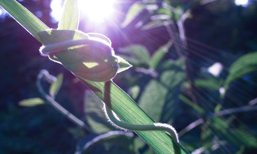 介绍一种事物五年级上册第五单元作文 介绍一种事物五年级上册第五单元作文